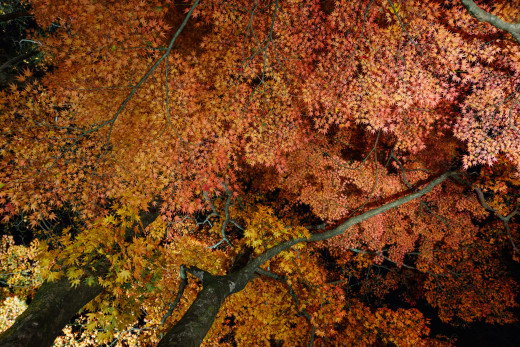 894709 (a): :2048x1365